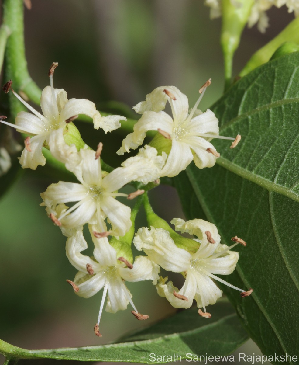 Cordia dichotoma G.Forst.
